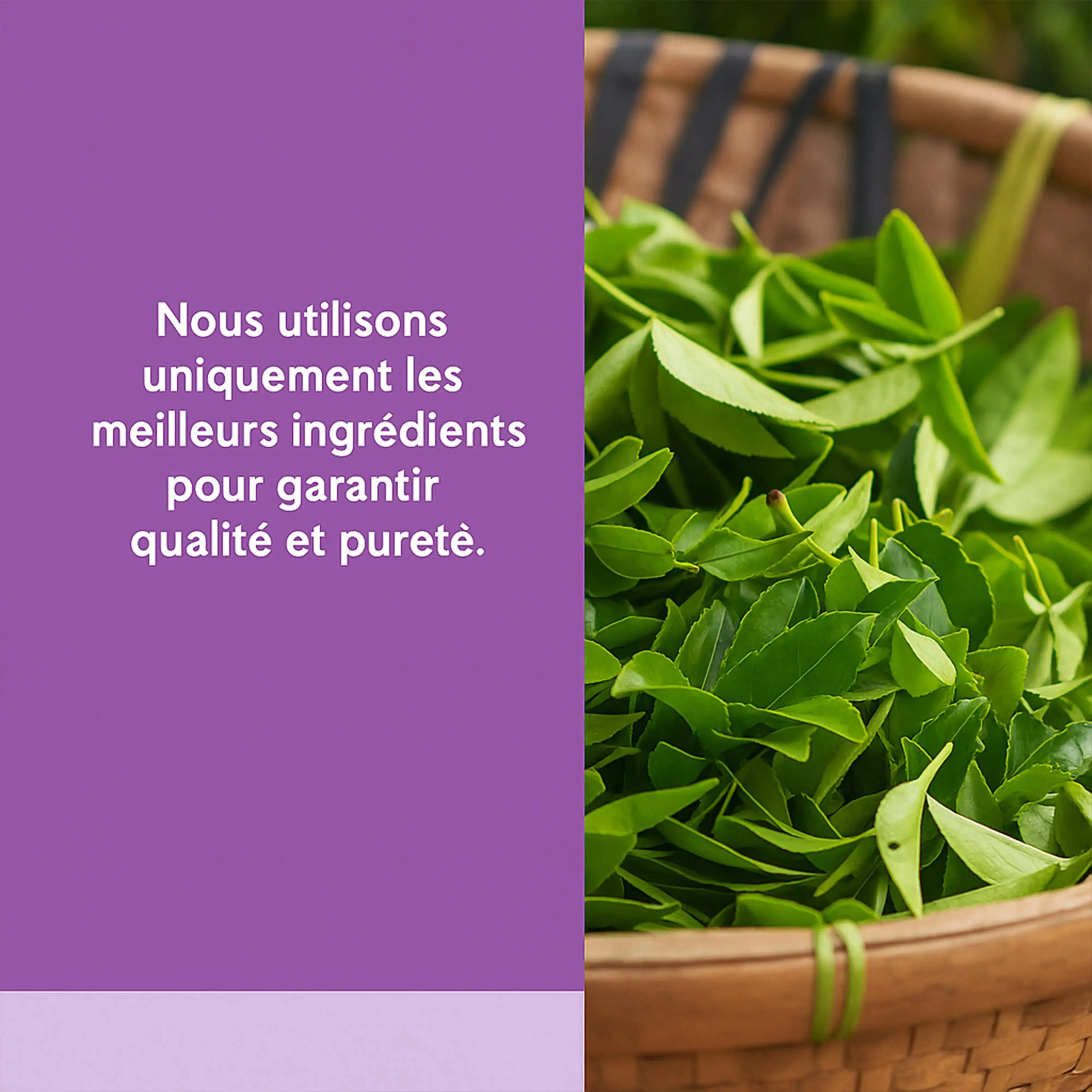 Fresh green leaves in a basket, promoting natural wellness supplement ingredients